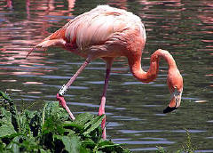 A flamingo, from the birds of Portugal pack