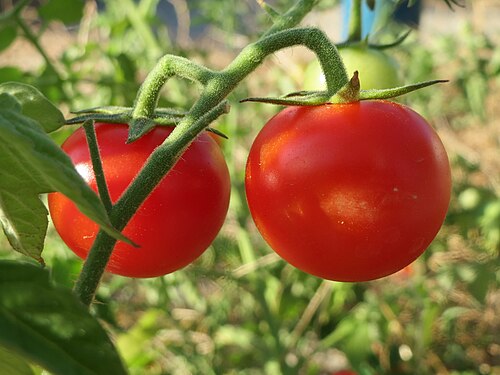 Tomatoes, from the free Portugal pack