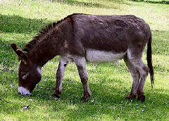 A donkey, from the fauna of Portugal pack