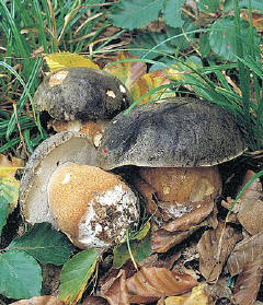 A bolete, from the mushrooms of Portugal pack
