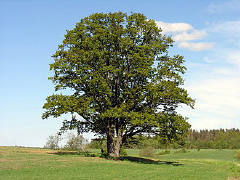An oak, from the trees of Portugal pack